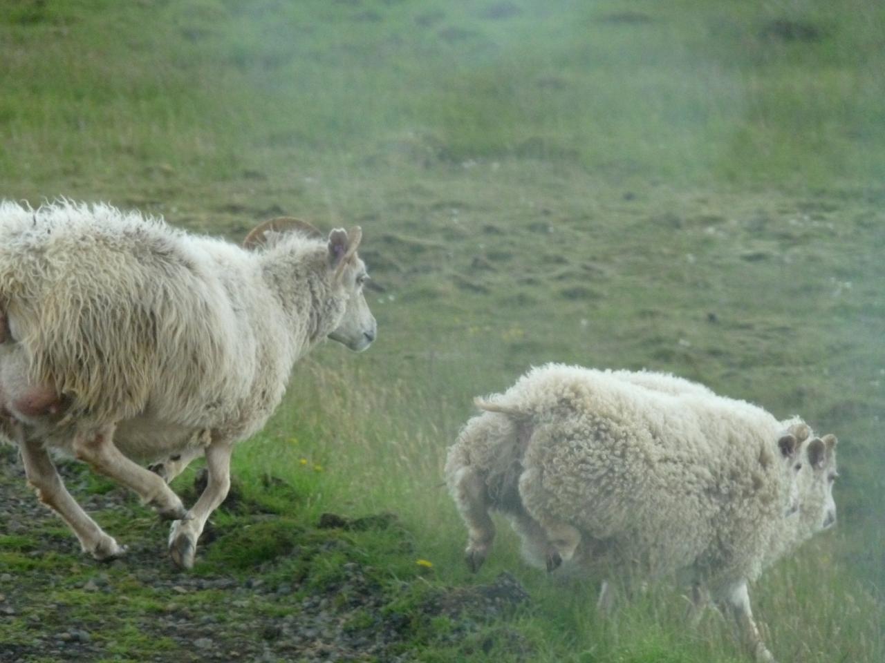 les moutons