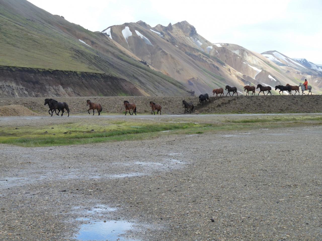 chevaux islandais au landmanalaugar