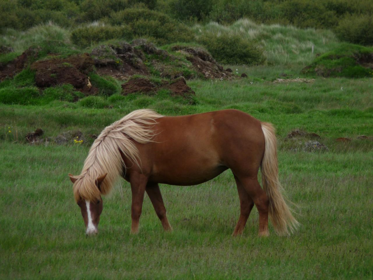 cheval typique