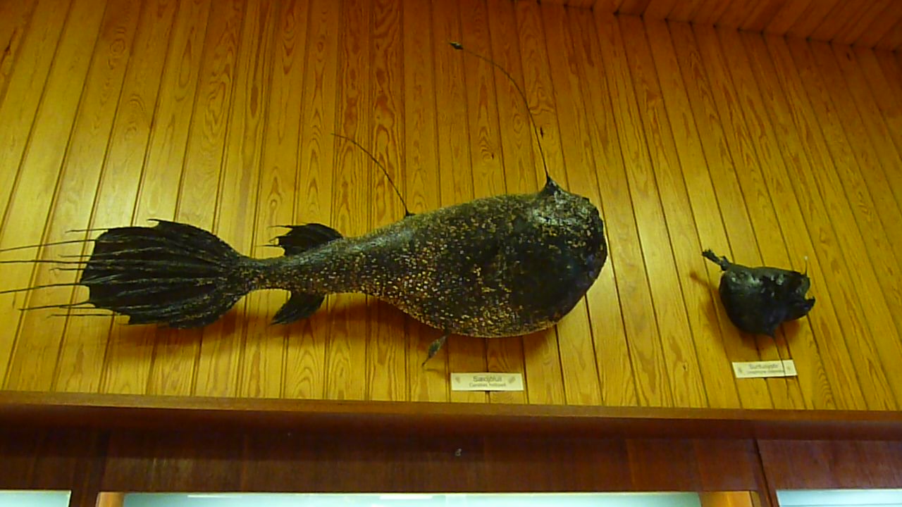 baudroie et poisson lumière à droite