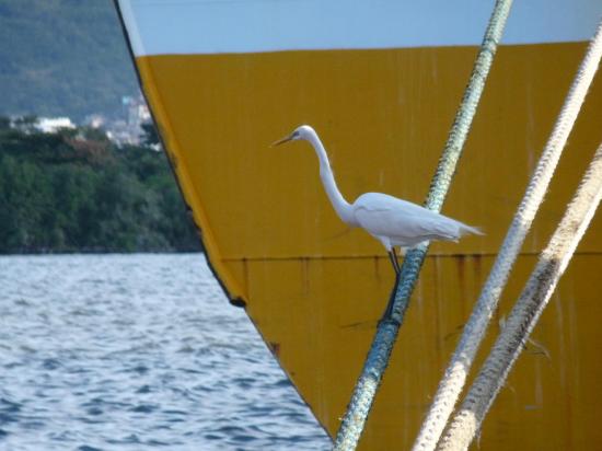 heron a rio