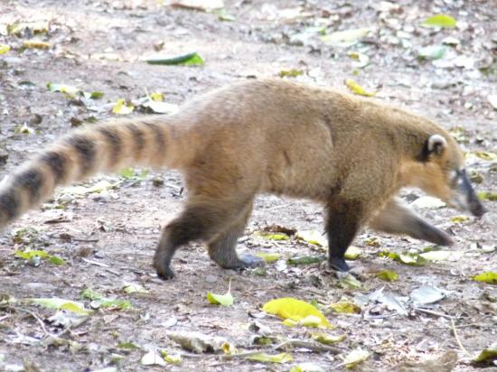 coatis