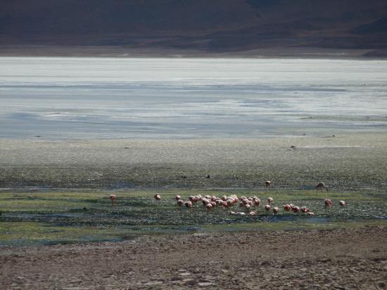 laguna verde