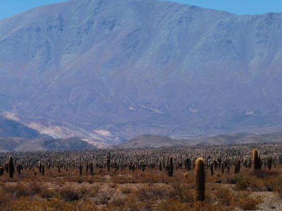 foret de cactus