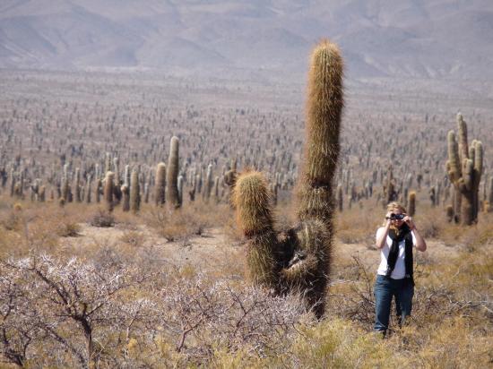 cactus et anais