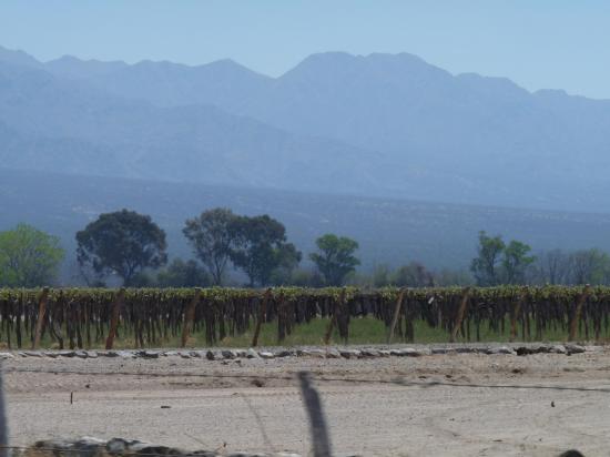 vignes vers cafayate