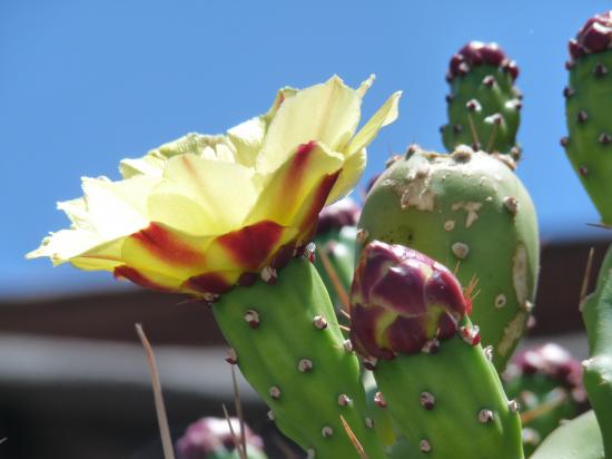 fleur de cactus