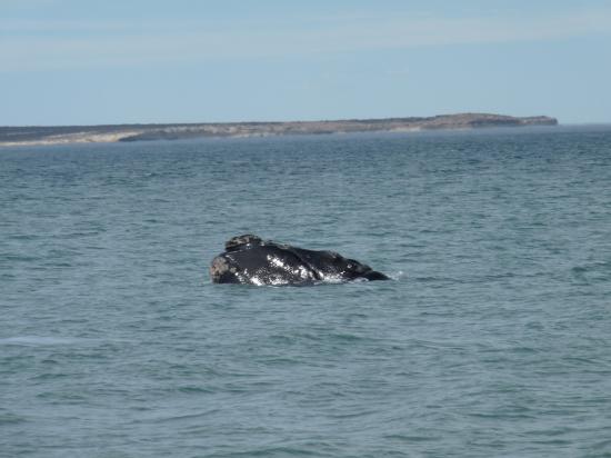 une baleine tout prêt