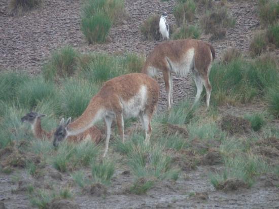 guanacos