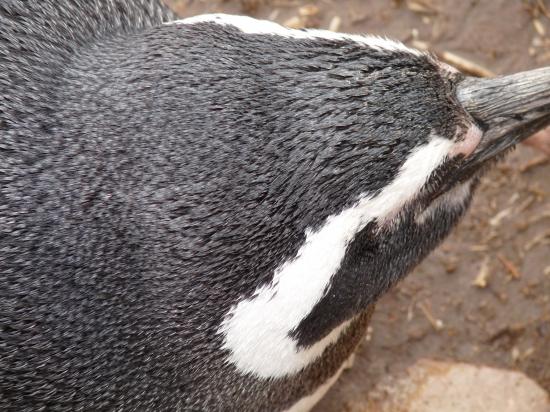 pingouin de Magellan
