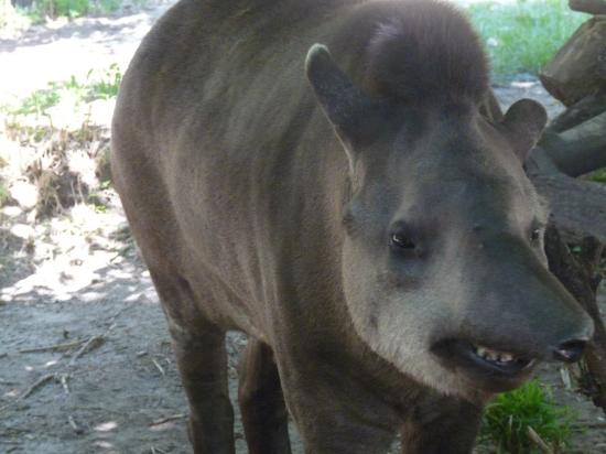 casimir le tapir
