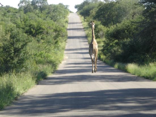 girafe empruntant les grands axes routiers