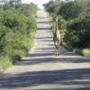 girafe empruntant les grands axes routiers