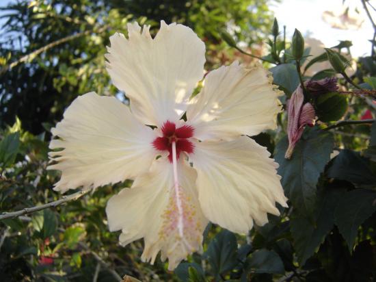 un hibiscus