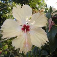 un hibiscus