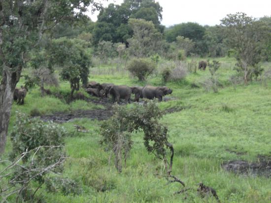 faune africaine