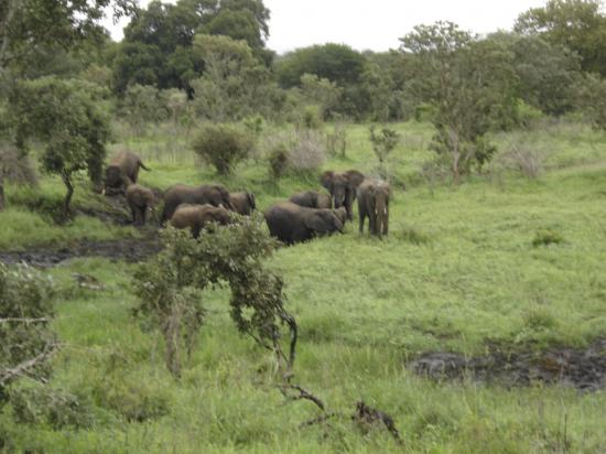 faune africaine