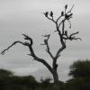 vautours sur un arbre perchés