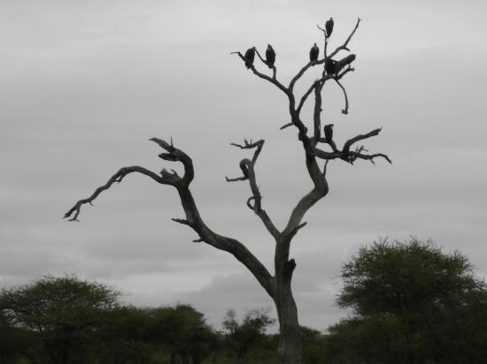 vautours sur un arbre perchés
