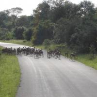 troupeau de steenbok