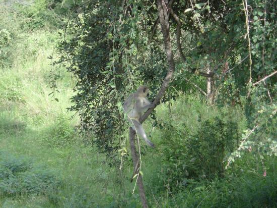 vervet qui ne veut pas être pris en photo