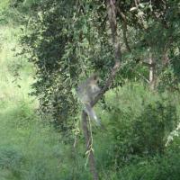 vervet qui ne veut pas être pris en photo