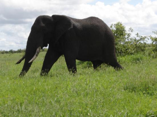 gros éléphant mâle