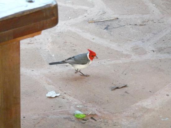 oiseau à la hupette rouge