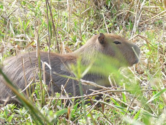 capybara