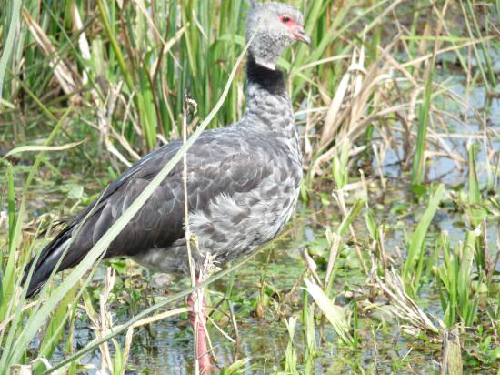 oiseau à Ibera