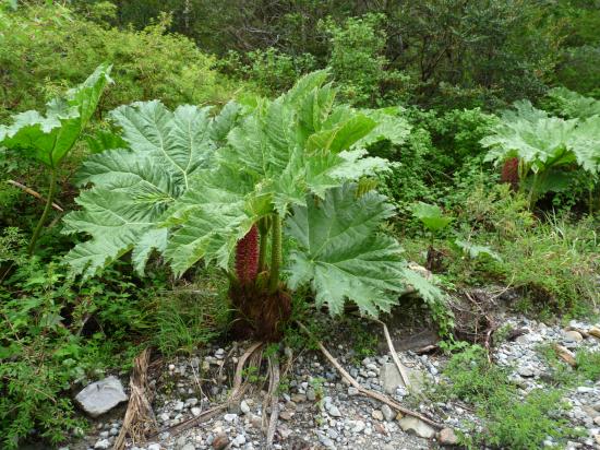 vegetation chilienne