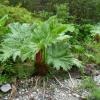 vegetation chilienne