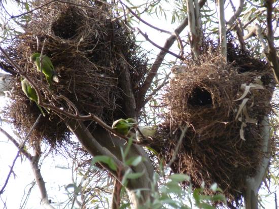 perroquets dans leurs nids