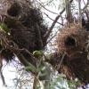 perroquets dans leurs nids