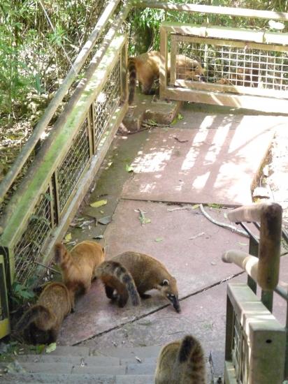 coatis