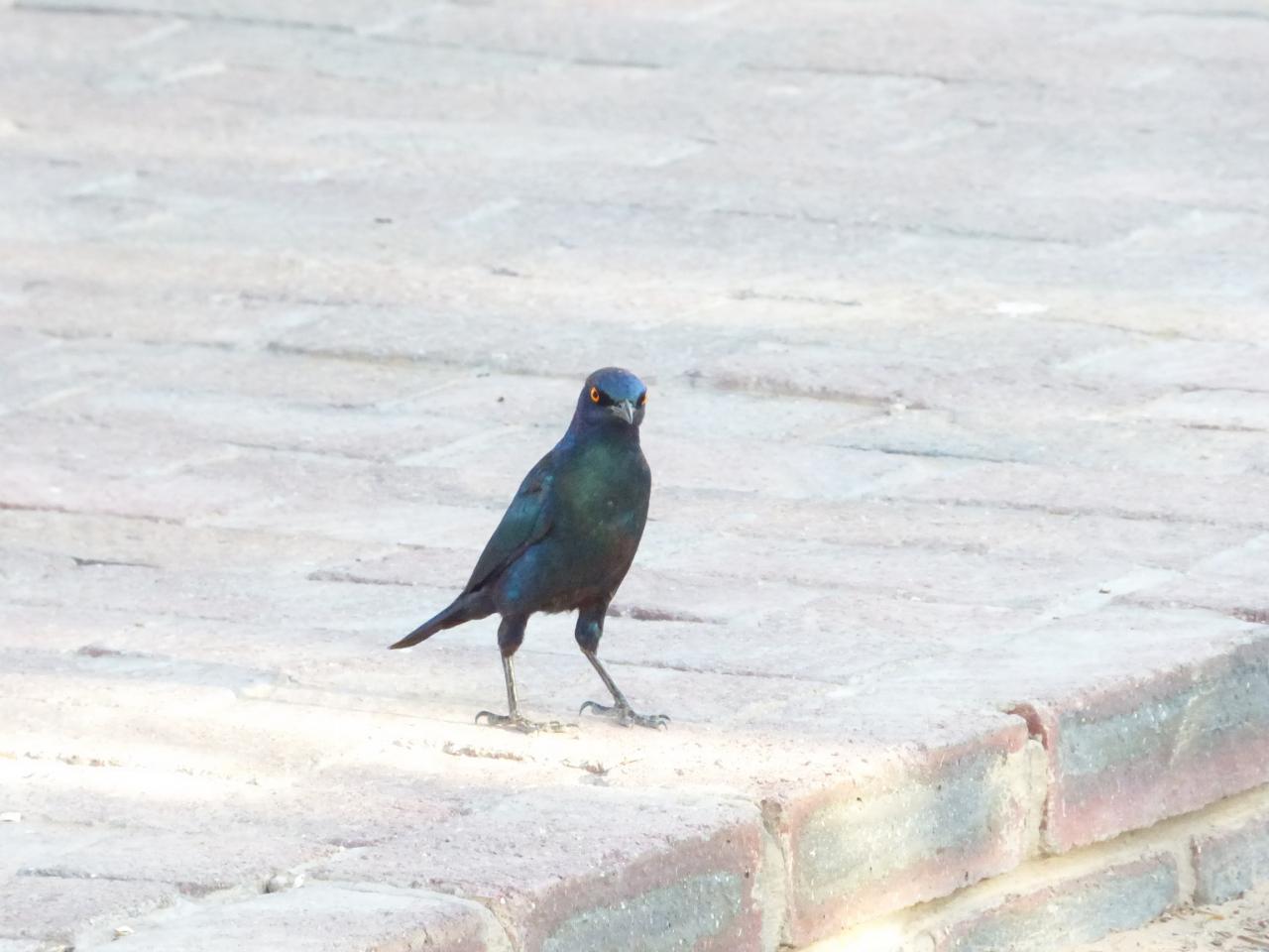 P1010480