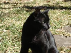 le plus beau des chats